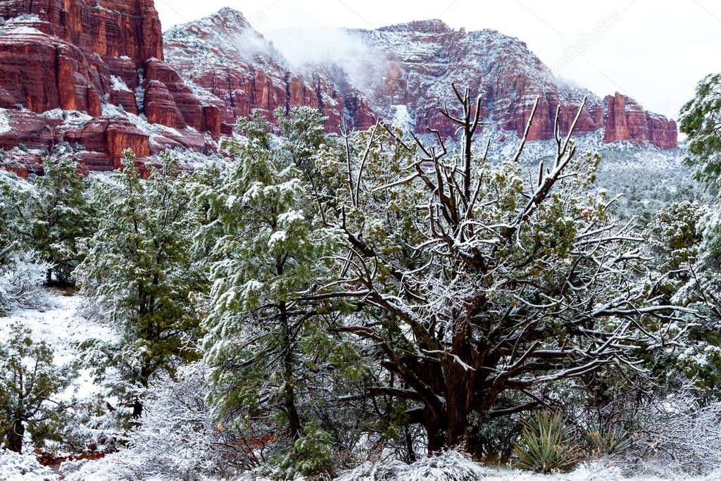 Dead Juniper and Pines and Red Rock in the Winter Snow. Snow on Sedona red rocks and high desert dead juniper and pines. Sedona in the winter with fog. 