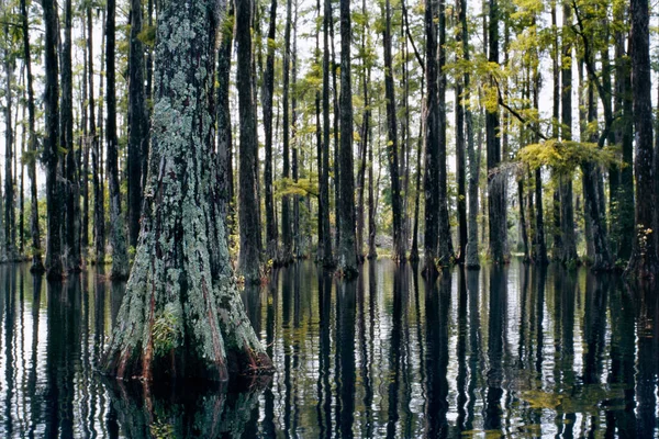 Cypress Gardens 'ta bataklık. Bir Bataklık Ormanı ve Sakin Yansıması. Cypress Gardens, Moncks Corner, Charleston, SC 'deki kel selvi ağacı ormanı. Huzurlu bir bataklıkta selvi sandık ve payandanın yakınına. 