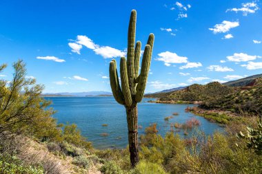 Saguaro Cactus and Water in Arizona Desert Landscape. Old saguaro cactus with multiple arms by Roosevelt Lake in Sonoran Desert of Arizona. Cactus is framed by a blue sky with fluffy white clouds and the deep blue water of the reservoir.   clipart