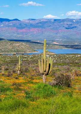 Baharda Arizona Çölünde Saguaro Kaktüsü ve Yabani Çiçekler. Arizona 'daki Roosevelt Gölü' nün yanındaki Kaliforniya haşhaş tarlasında Saguaros. Çoklu saguaro kaktüsleri su deposu ve arka planında dağlar olan kır çiçekleriyle çevrilidir..