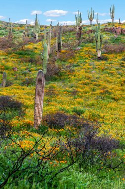 Çöldeki kır çiçeklerinin dağ eteklerinde çoklu saguaro kaktüsü. Lanet olası çöl. Turuncu Kaliforniya gelincikleri saguaro kaktüsünün etrafında çiçek açar. Arizona Baharı Tonto Ulusal Anıtı 'nda, mavi gökyüzünün altında, tüylü beyaz bulutlarla. 