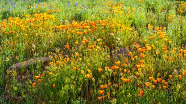 Sunset 'te açan turuncu Kaliforniya gelincikleri. Turuncu Kaliforniya gelincikleri Arizona çölünün altın gün batımı ışığı altında çiçek açıyor..