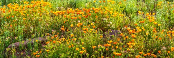 橘子加州罂粟盛开的全景 加利福尼亚橘红色的罂粟在金色的落日余晖下在沙漠中盛开的全景 — 图库照片
