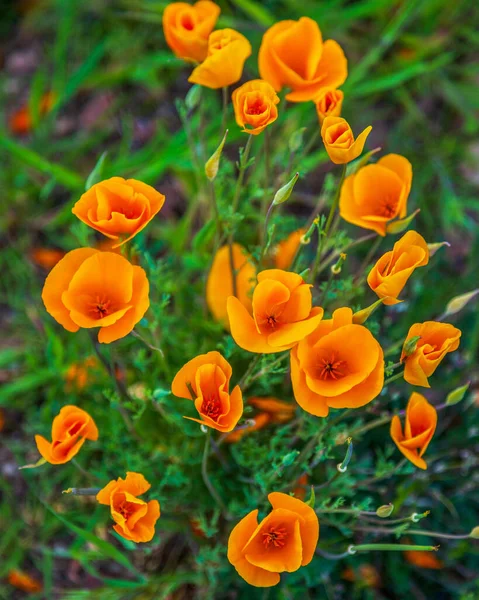 Primo Piano Orange California Papaveri Fiore Campo Arancione California Papavero — Foto Stock