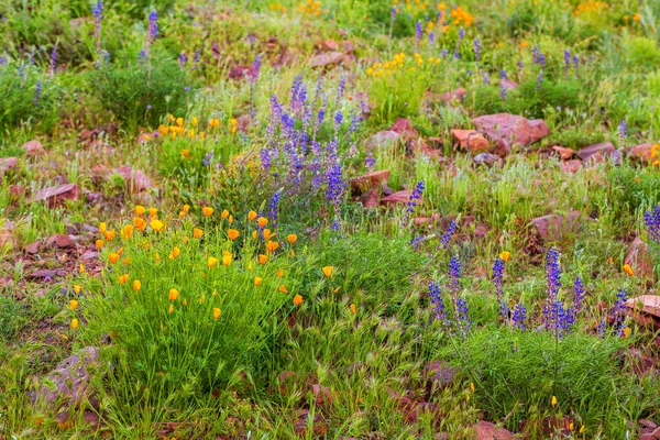 Orange California Poppies Purple Lupines Bloom Campo Montañoso Flores Amapola —  Fotos de Stock