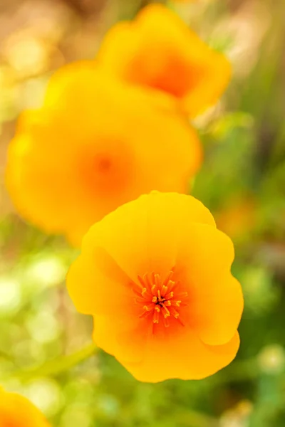 Papavero Giallo Arancio Californiano Dall Alto Dettaglio Primo Piano Giallo — Foto Stock