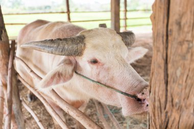 Beyaz bufalo padok içinde