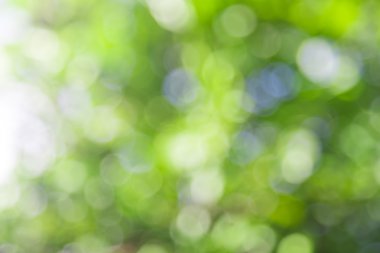 Doğadan, arka plan bulanık yeşil bokeh