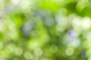 Doğadan, arka plan bulanık yeşil bokeh