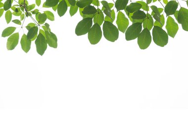 Beyaz arkaplanda yeşil yaprak izole edildi