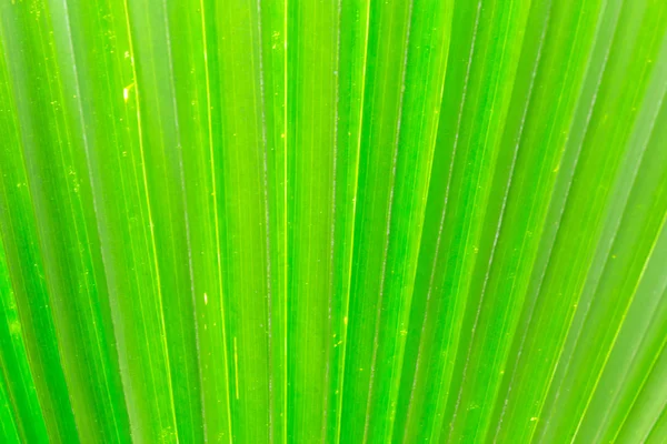 Líneas y texturas de hojas de palma verde, fondo — Foto de Stock