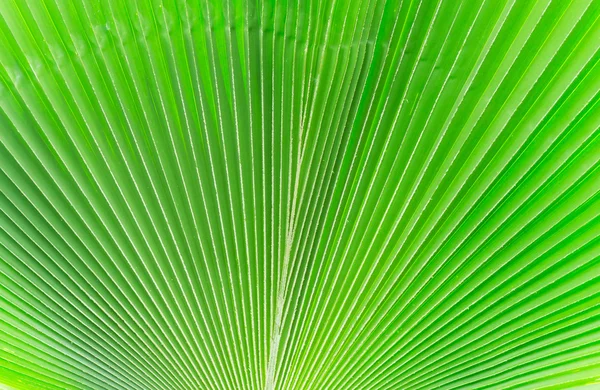 Líneas y texturas de hojas de palma verde, fondo — Foto de Stock