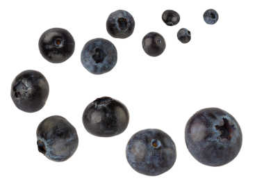 Düşen yaban mersini, kesme, tam derinlik.