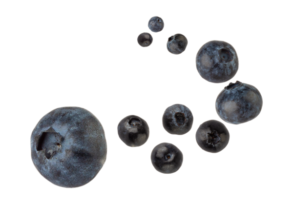 Düşen yaban mersini, kesme, tam derinlik.