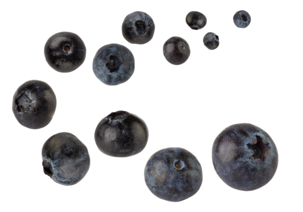 Düşen yaban mersini, kesme, tam derinlik.