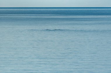 Kuzey Norveç, Lofoten 'deki katil balinalar.