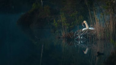 Sisli bir akşamda bataklıktaki beyaz kuğu yuvalanan bebeğinin (yüksek ISO görüntüsü))