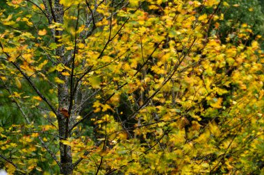 Ormanda renkli sonbahar gündoğumu sırasında huş ağacını kapatın. Ağaçta seçili odak.