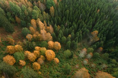 Kuşlar, sonbahar gündoğumu boyunca yoğun ormanı sisli bir şekilde görüyorlar..