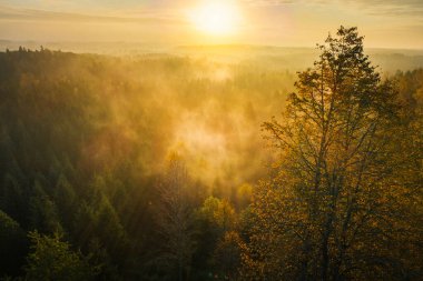 Kuşlar, sonbahar gündoğumu boyunca yoğun ormanı sisli bir şekilde görüyorlar..