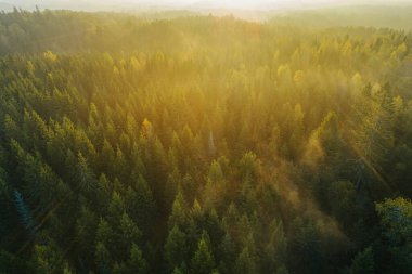 Kuşlar, sonbahar gündoğumu boyunca yoğun ormanı sisli bir şekilde görüyorlar..