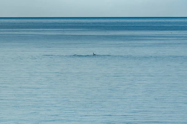 Killerwale Weiter Ferne Auf Den Lofoten Nordnorwegen — Stockfoto