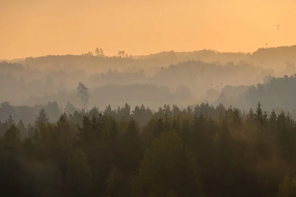 Bella Alba Colorata Sulla Fitta Foresta Con Strati Durante Nebbiosa — Foto Stock