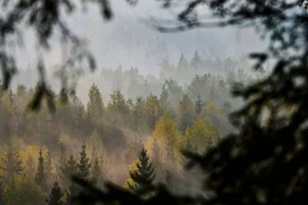 Bella Alba Colorata Sulla Fitta Foresta Con Nebbia Durante Autunno — Foto Stock