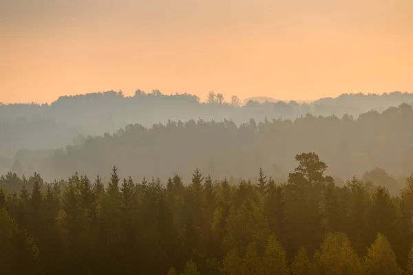 Bella Alba Colorata Sulla Fitta Foresta Con Strati Durante Nebbiosa — Foto Stock