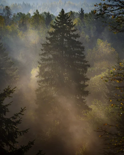 Primo Piano Abete Rosso Durante Colorata Alba Autunnale Nella Foresta — Foto Stock