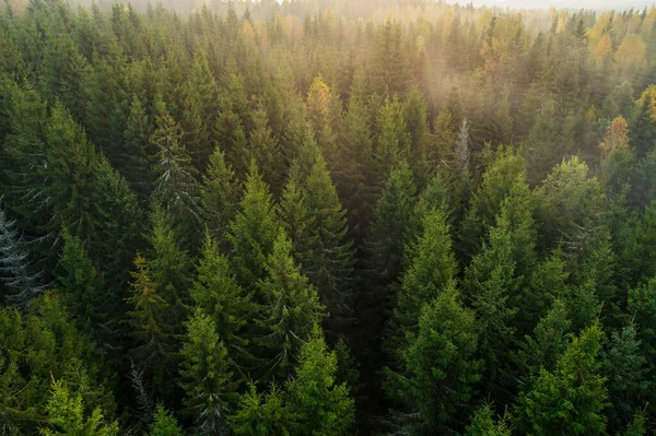 Kuşlar, sonbahar gündoğumu boyunca yoğun ormanı sisli bir şekilde görüyorlar..