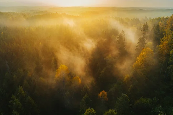 Vista Volo Uccello Della Fitta Foresta Durante Alba Autunnale Con — Foto Stock