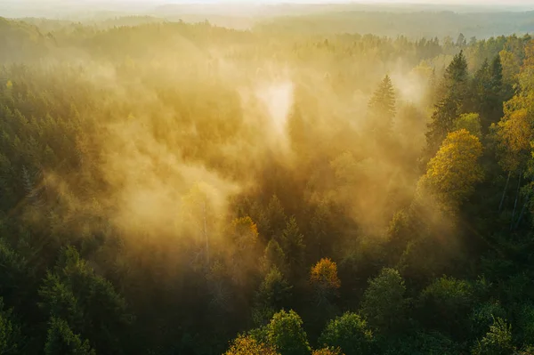 Vista Volo Uccello Della Fitta Foresta Durante Alba Autunnale Con — Foto Stock