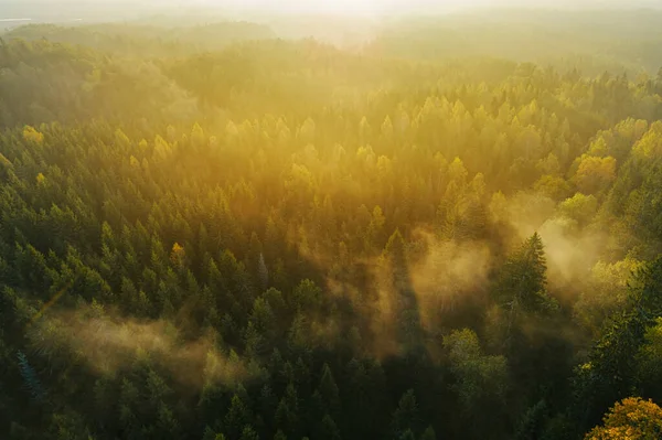 Oiseaux Vue Forêt Épaisse Pendant Lever Soleil Automne Avec Brouillard — Photo