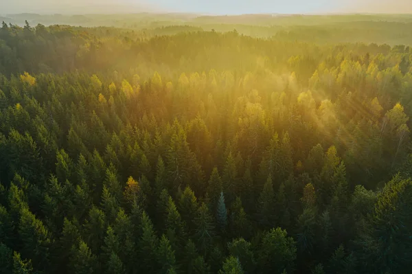 Birds eye view of thick forest during autumn sunrise with fog.