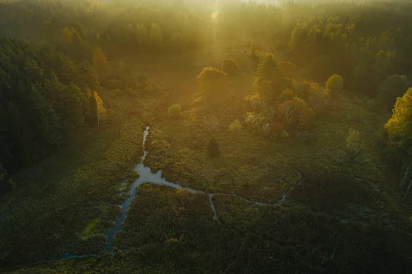 Birds eye view of thick forest during autumn sunrise with fog.