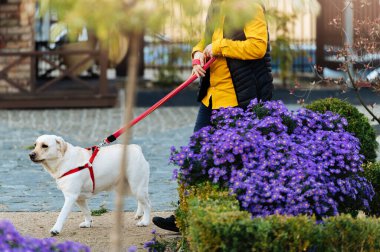 Erkekler labrador retriever köpeğini sonbaharda renkli parkta gezdiriyorlar..