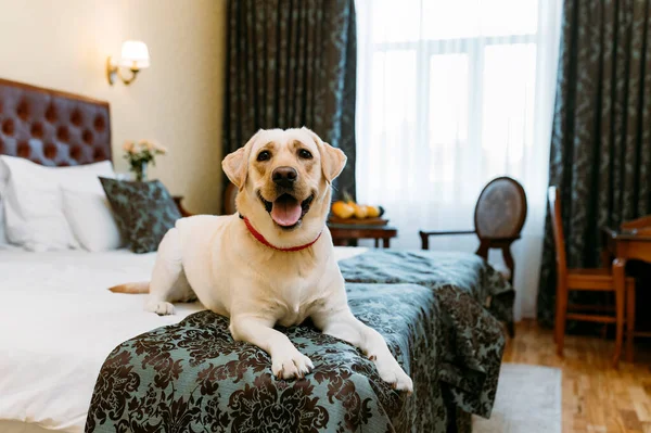 Labrador Retriever Hund Auf Dem Bett Haus — Stockfoto