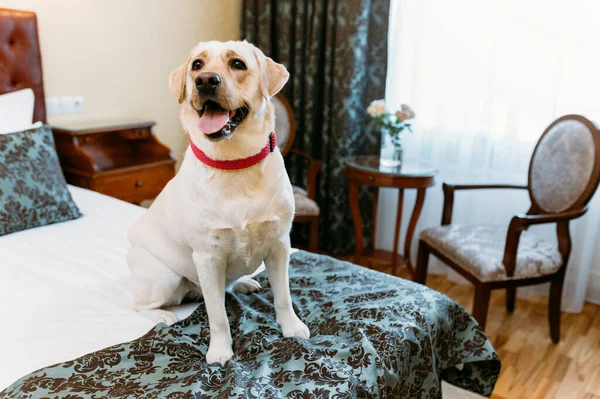 Labrador Retriever Hund Auf Dem Bett Haus — Stockfoto