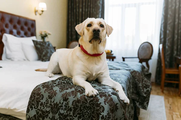 Labrador Retriever Hund Auf Dem Bett Haus — Stockfoto