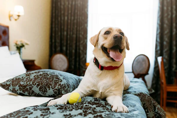 Labrador Retriever Hund Auf Dem Bett Haus — Stockfoto