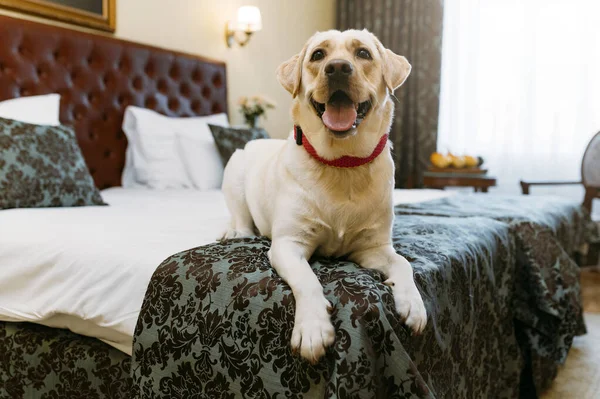 Labrador Retriever Hund Auf Dem Bett Haus — Stockfoto