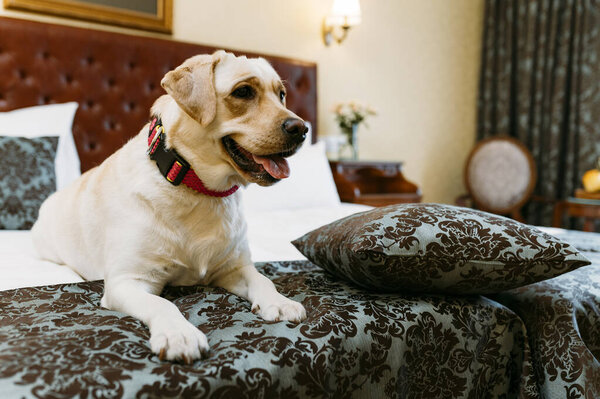 Labrador retriever dog on the bed indoors.