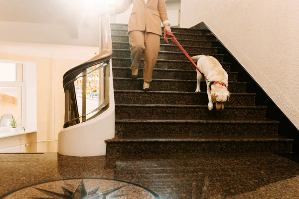 Labrador retriever dog walking down the stairs with owner next to the side.