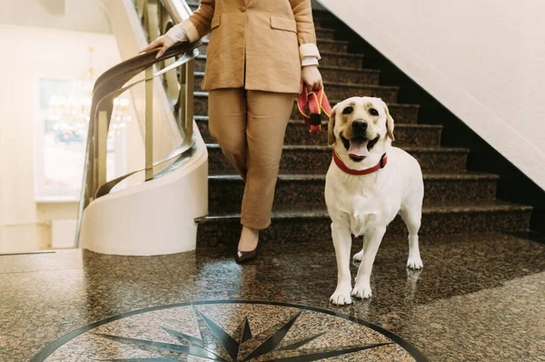 Labrador retriever dog walking down the stairs with owner next to the side.