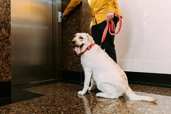 Labrador Retriever köpeği asansörün yanında otururken sahibi asansörü çağırıyor..