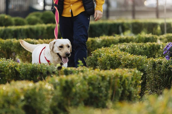 Мужчины Выгуливают Собаку Лабрадора Красочном Парке Осенью — стоковое фото