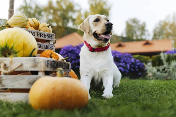 Лабрадор Забирає Собаку Парку Гарбузами Протягом Осіннього Дня — стокове фото