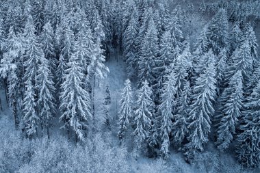 Kuş bakışı görüşten kış boyunca bir dronla yakalanan yoğun karlı orman..