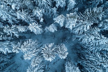 Kuş bakışı görüşten kış boyunca bir dronla yakalanan yoğun karlı orman..